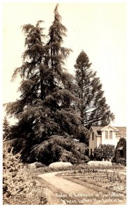 California  Santa Rosa  Cedar of lebanon
