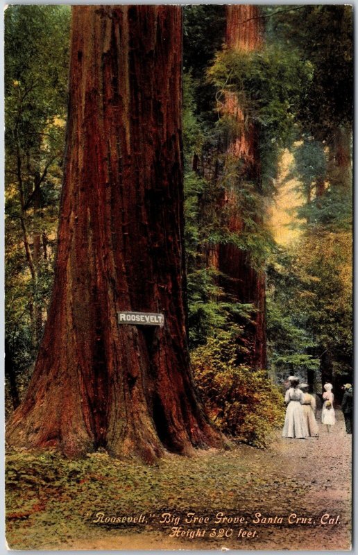 Roosevelt Big Tree Grove Santa Cruz California CA Pathway Trail Postcard