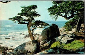 Pescadero Point Cypress on 17 Mile Drive Pebble Beach CA Vintage Postcard E10