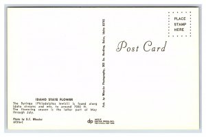 Idaho State Flower The Syringa Postcard