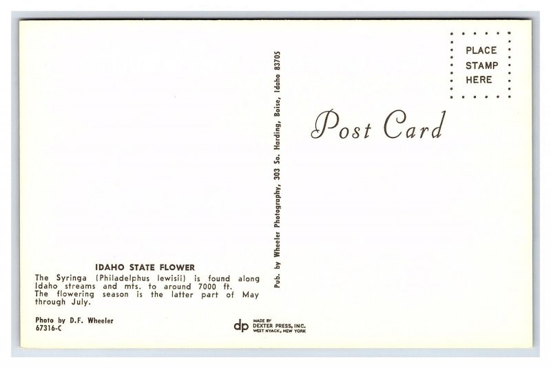 Idaho State Flower The Syringa Postcard