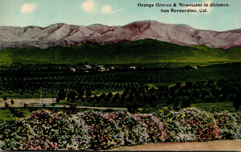 California San Bernardino Orange Groves and Mountains In The Distance