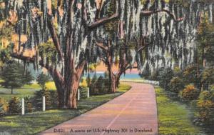 BEAUTIFUL TREES On A US HIGHWAY 301 Scene In DIXIELAND   c1940's Linen Postcard