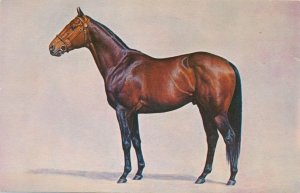 Gallant Man - Race Horse - Winner of 1957 Belmont Stakes with Record Time