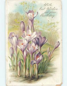 c1910 Tuck BEAUTIFUL MAUVE COLORED FLOWERS GROWING IN THE MARSH HL5823