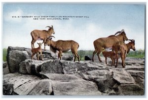 Barbary Wild Sheep Family Mountain Sheep Hill New York Zoological Park Postcard