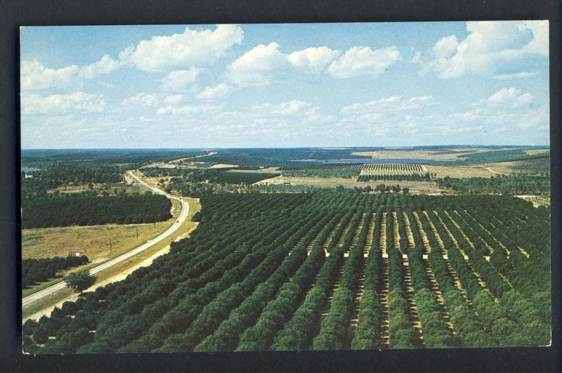 Clermont,Florida/FL Postcard,Orange Groves From Citrus Tower