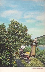 JAPAN Women Harvesting Fruit, Japanese Government Railways Issue, 1950's Orchard