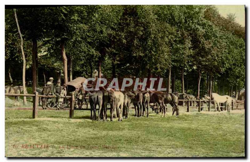 Vintage Postcard Cheval Equestrian sports Beauvais Horsemans