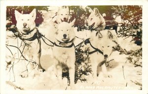 Postcard RPPC 1940s Alaska Malamutes Dog team AK24-1306