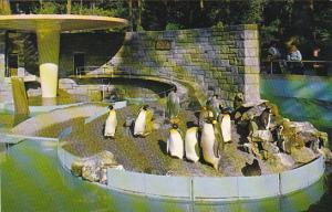 Canada Penguins Stanley Park Zoo Vancouver British Columbia