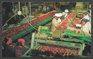 Georgia - Packing Red Delicious Apples - [GA-055]