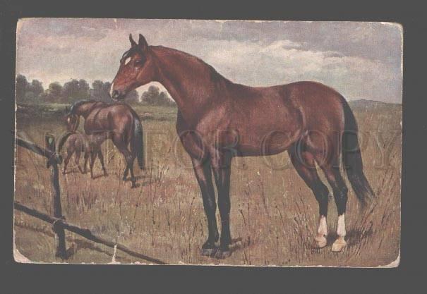 082780 Family of HORSE FOAL on Field Vintage TSN Publ. PC