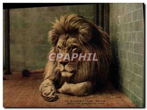 Postcard Old Felin Lion Sultan New Yokr zoological park Zoo