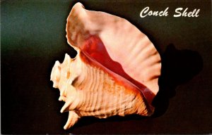 Sea Shell Pink Conch Of Queen Conch