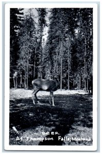 Thompson Falls MT Postcard Photograph of a Deer c1930's Vintage RPPC Photo