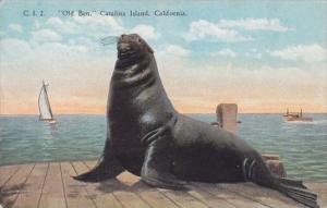 Old Ben Catalina Island California
