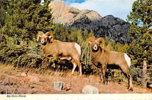 Picture, Big Horn Sheep 