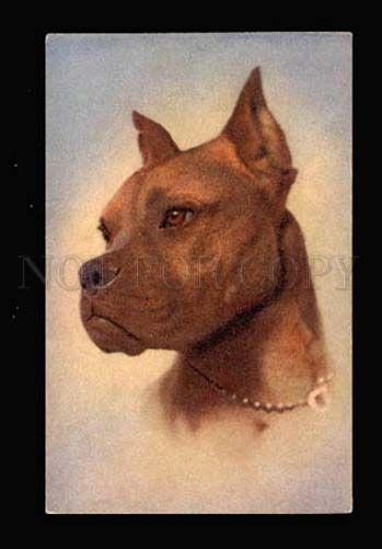 011859 Portrait Nice BOXER Dog in Chain Vintage color PC 