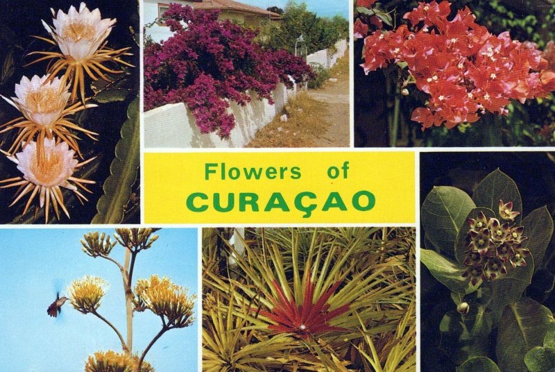 VINTAGE CONTINENTAL SIZE POSTCARD FLOWERS OF CURACAO