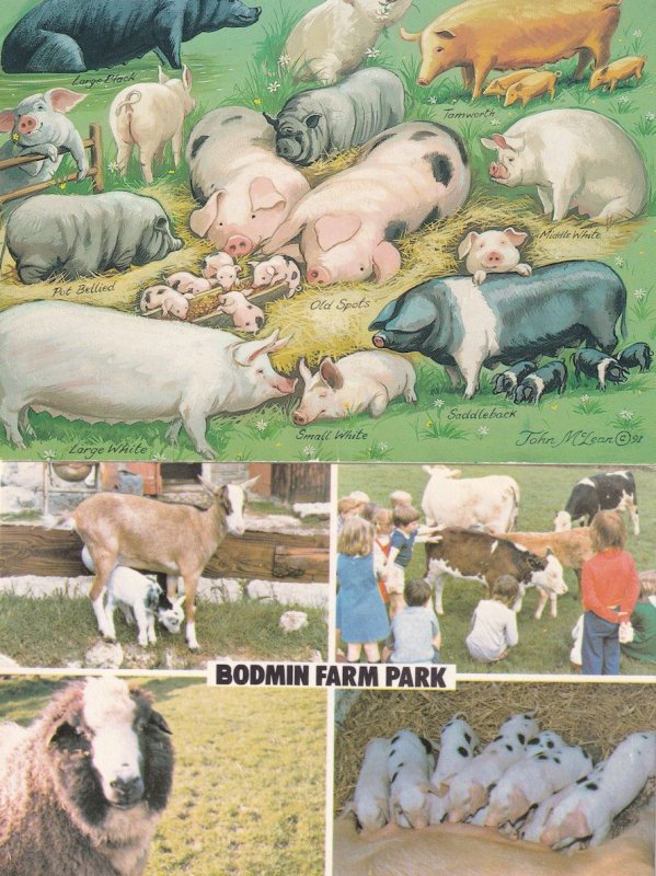Bodmin Farm Park Cambridge Pigs Piglets 1970s Postcard Europe