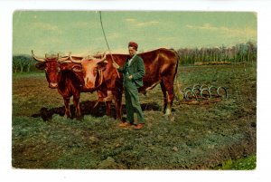 Oxen Pulling Cultivating Equipment  (creases)