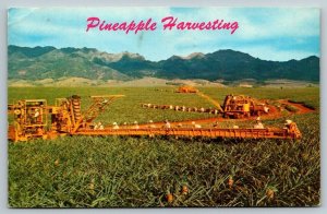 Pineapple Harvesting  Hawaii   Postcard  1976