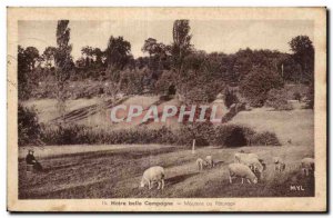 Old Postcard Our Beautiful Country Sheep at pasture