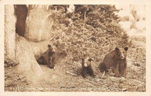 RPPC MOTHER BEARS & HER CUBS LAKE NATIONAL PARK OREGON REAL PHOTO POSTCARD 1947