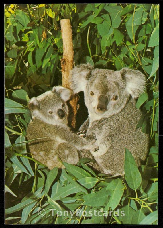 San Diego Zoo - Koalas