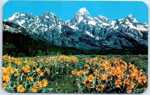 Postcard - Snow capped Teton Range over a foreground of wild flowers - Wyoming