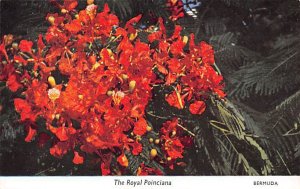 Royal Poinciana Tree Native of Madagascar Bermuda Island Unused 