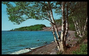 Birches Along North Shore Drive,Lake Superior,Ontario,Canada