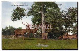 CPA New York zoological Park Zoo Red Deer herd 