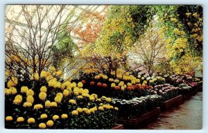 PITTSBURGH Pennsylvania PA ~ Fall Flower Show PHIPPS CONSERVATORY 1950s Postcard