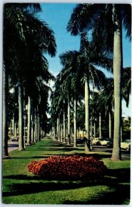 Postcard - Avenue of Royal Palms in Florida