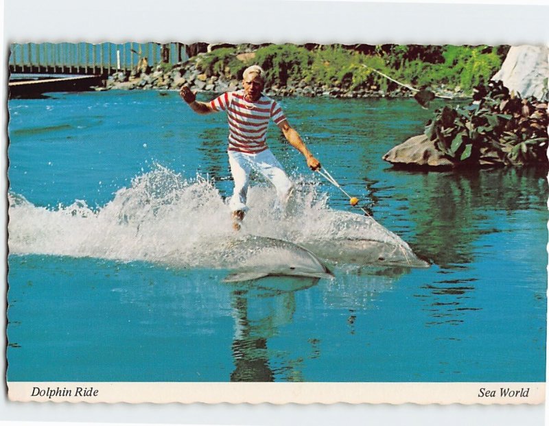 Postcard Dolphin Show Sea World Orlando Florida USA