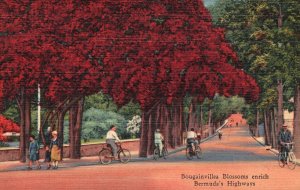 Vintage Postcard Bougainvillea Blossoms Bermuda's Highways Yankee Store