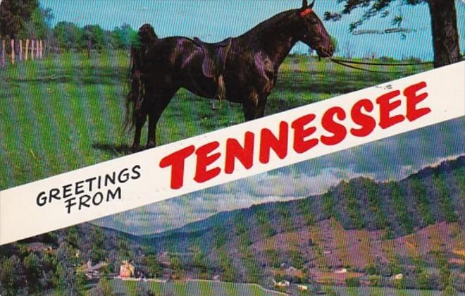 Tennessee Greetings With Tennessee Walking Horse 1958