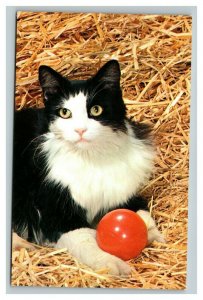 Vintage 1960's Postcard Cute Black & White Barn Cat in the Hay with Red Ball