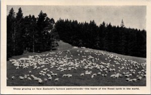 New Zealand Sheep Grazing on New Zealand's Famous Pasturelands Postcard 09.92