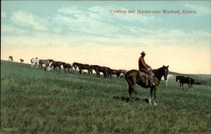 Macleod Alberta AB Cowboy and Horses c1910 Vintage Postcard