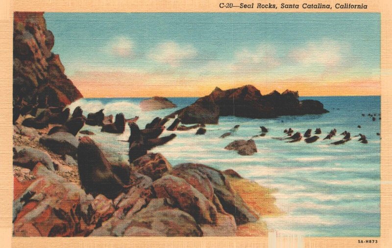 Postcard California Santa Catalina Seals at Sea Coast Landscape Linen Era 