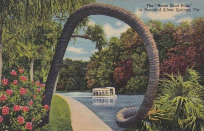 Florida Silver Springs The Horse Shoe Palm 1949 Curteich