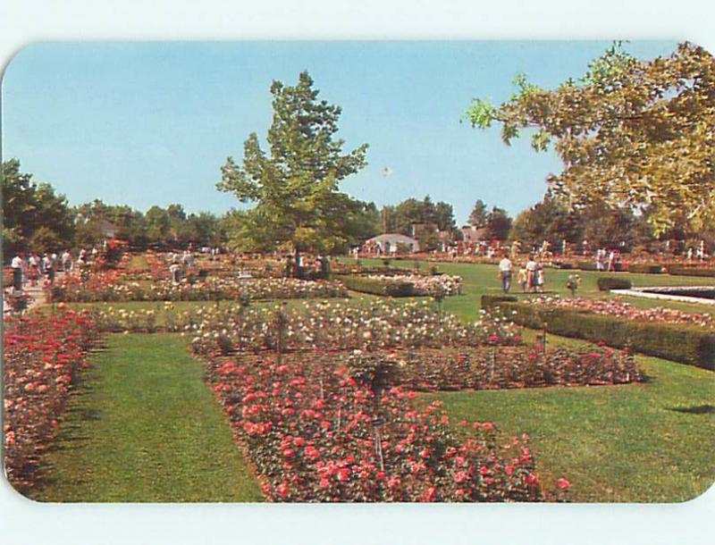 Unused Pre-1980 JACKSON & PERKINS ROSE FLOWER GARDENS Newark New York NY t4014