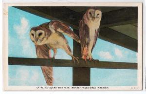 Catalina Island Bird Park - Monkey Faced Owls