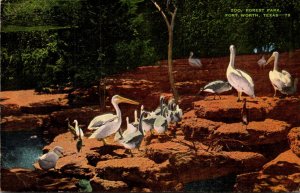 Texas Fort Worth Forest Park Zoo Exotic Birds 1946