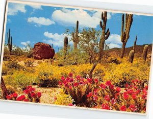 Postcard Spring In The Heart Of Desertland