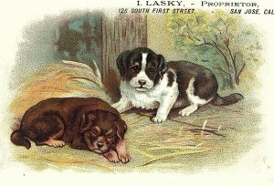 1880s Boston Shoe Bazaar I. Lasky San Jose, CA Puppies Victorian Trade Card #I