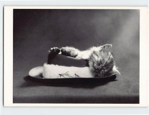 Postcard A Very Cute Sleeping Kitten